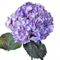 Hydrangea Tinted - Lavender
